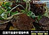 白菜干丝金针菇烩牛肉的做法