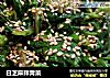 白芝麻拌青菜的做法