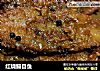 红烧鳎目鱼的做法