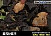 腊肉炒血粑的做法