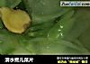清水煮儿菜片的做法