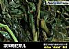 凉拌枸杞芽儿的做法