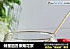 蜂蜜百香果菊花茶的做法