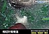 枸杞叶筒骨汤的做法