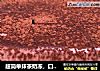 超简单抹茶奶冻，口感Q弹、香滑细腻，一道非常值得推荐的甜点。的做法