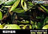 青蒜炒腊肉的做法