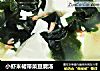 小虾米裙带菜豆腐汤的做法