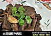 大蒜胡椒牛肉粒的做法