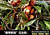 “春季野菜”花生拌苦菜的做法