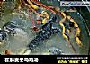霍斛麦冬乌鸡汤的做法