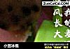 小豆冰棍的做法