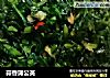 蒜香蒲公英的做法