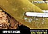 排骨焖东北扁豆的做法