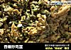 香椿炒鸡蛋的做法