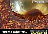 章鱼水煎肉水煎汁的制作方法的做法