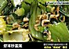 虾米炒盖菜的做法