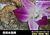 香煎水晶粿的做法