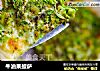 牛油果披萨的做法