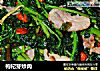 枸杞芽炒肉的做法