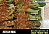 麻将油麦菜的做法