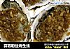 蒜蓉粉丝烤生蚝的做法