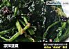 凉拌菠菜的做法