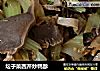 坛子菜西芹炒鸭胗的做法