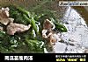 南瓜苗瘦肉汤的做法
