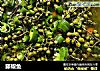 藤椒鱼的做法