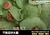 ??黄瓜炒火腿的做法