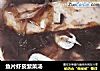 鱼片虾皮紫菜汤的做法