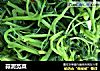 蒜泥苋菜的做法