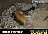 塘角鱼黄鳝砂锅粥的做法