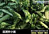 蒜泥炒小菜的做法