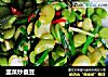 韭菜炒蚕豆的做法