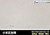 小米花生糊的做法