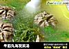 牛筋丸海发菜汤的做法