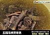五指毛桃煲老鸽的做法