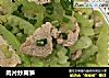 肉片炒莴笋的做法