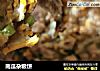 南瓜杂粮饼的做法