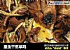 墨鱼干蒸草鸡的做法