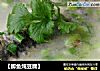【鲫鱼炖豆腐】的做法