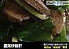 韭菜炒猪肝的做法
