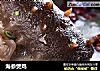 海参煲鸡的做法
