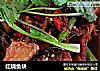 红烧鱼块的做法