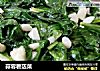 蒜蓉莙荙菜的做法
