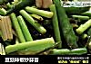 豆豉辣椒炒蒜苔的做法