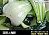 蒜蓉上海青的做法