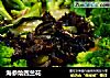 海参烩西兰花的做法