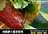 烤肠萝卜苗手抓饼的做法